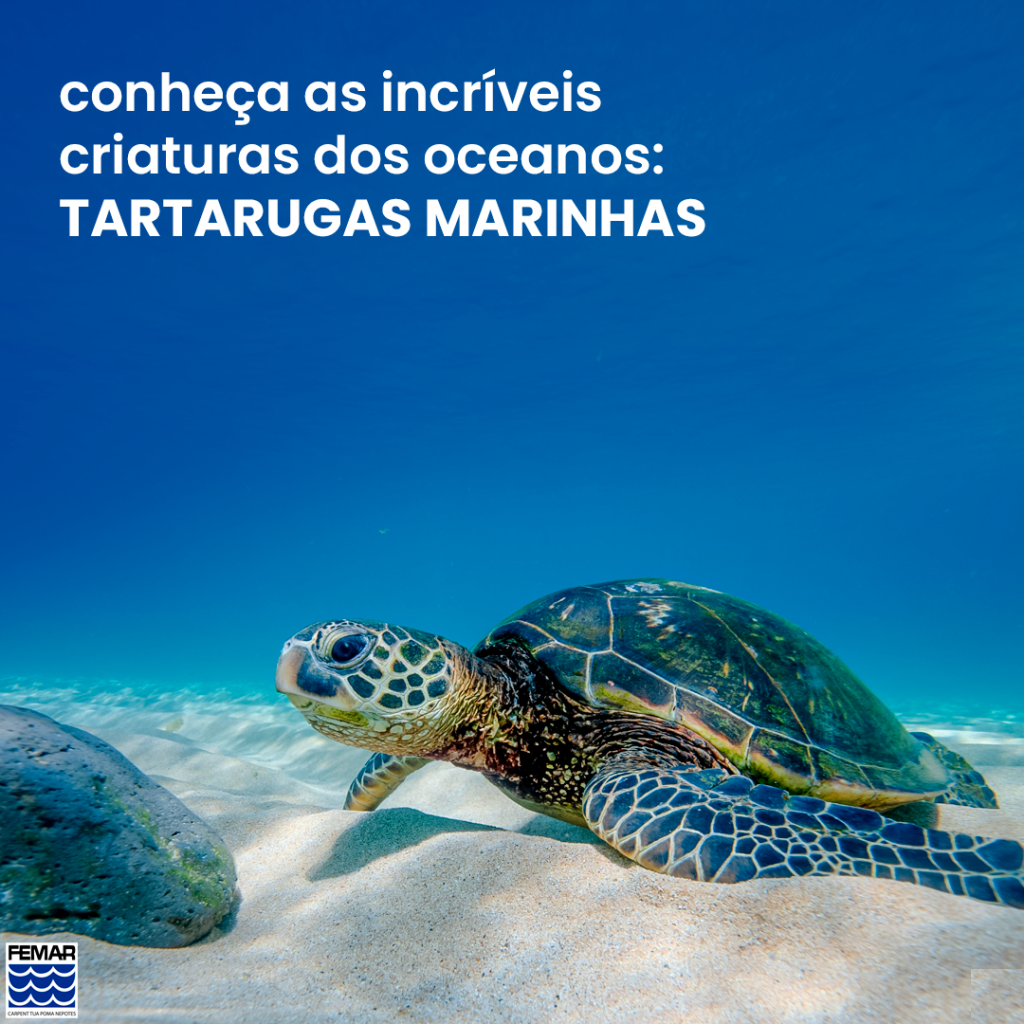 DESCUBRA AS INCRÍVEIS CRIATURAS DOS OCEANOS: TARTARUGAS MARINHAS ...